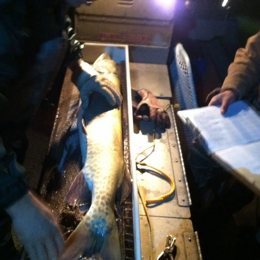 DNR Muskie Surveys